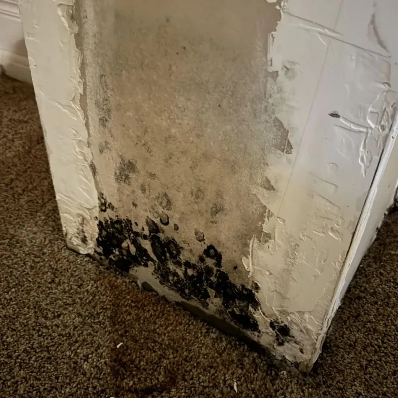 Professional Mold Removal in Riverdale, CA